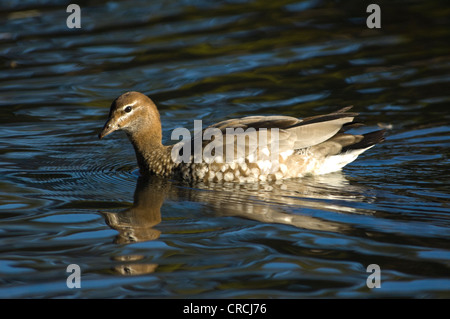 Canard en bois australien (Chenonetta jubata) Banque D'Images