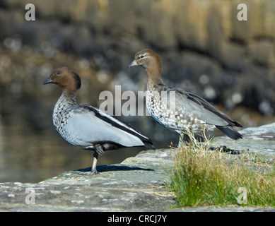 Canards en bois australien (Chenonetta jubata) Banque D'Images