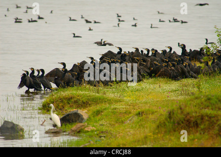 Grand Cormoran (Phalacrocorax carbo), Flock se reposant à la rive, le séchage du plumage, de Grèce, de Macédoine, de Kerkini Banque D'Images