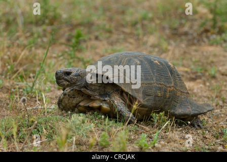 Chat tortue, marginated tortoise (Testudo marginata), marche à pied, Grèce, Thessalien, Makrychori Banque D'Images