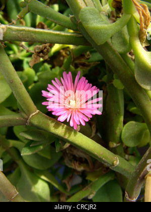 Usine à glace, Bébé rose (soleil), Rose, bourgeon cordifolia plantes en fleurs Banque D'Images