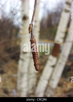 Etna Bouleau, bouleau blanc (Betula aetnensis, Betula pendula ssp. aetnensis), châton et bud, Italie, Sicile Banque D'Images