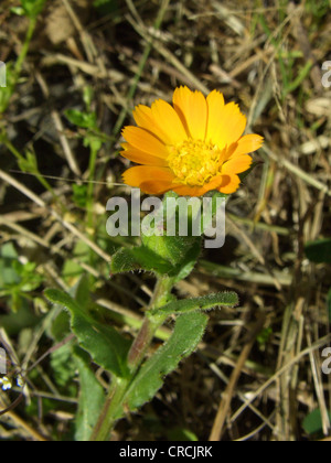 Domaine marigold (Calendula arvensis), la floraison, l'Italie, Sicile Banque D'Images