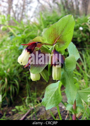 (Honeywort Cerinthe major), la floraison , Italie, Sicile Banque D'Images