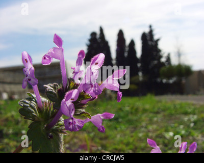 Henbit dead-nettle, commun deadnettle (Lamium amplexicaule), la floraison, l'Italie, Sicile Banque D'Images