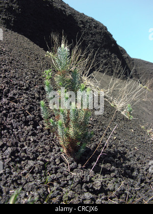 Pin d'Alep (pinus halepensis), jeune plante unique sur un champ de lave sur le versant sud de l'Etna, Italie, Sicile Banque D'Images