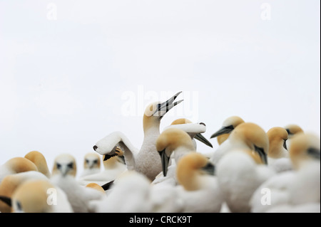 Le Fou de Bassan (Morus bassanus) nichant dans l'été à Percé sur l'île de l'Atlantique de l'Ille Bonaventure au large de la Gaspésie Gaspé ou Banque D'Images