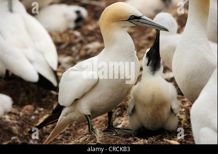 Le Fou de Bassan (Morus bassanus) nichant dans l'été à Percé sur l'île de l'Atlantique Ille Bonaventure au large de la Gaspésie Gaspé ou Banque D'Images
