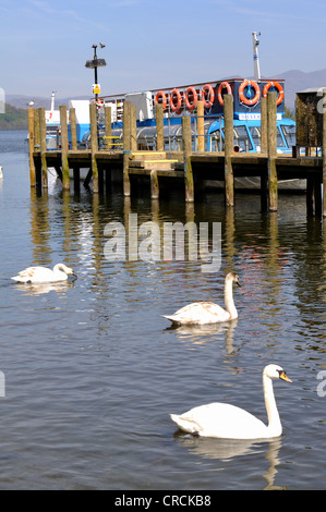 Le Cygne tuberculé (Cygnus olor) en face du quai sur le lac Windermere à Bowness-on-Windermere en Cumbria, Angleterre. Banque D'Images