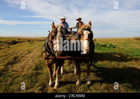 Deux cowboys un cheval volant panier, Saskatchewan, Canada, Amérique du Nord Banque D'Images