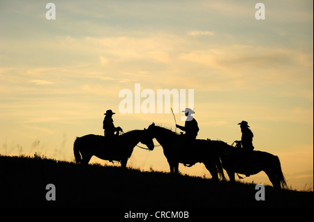 Cowboys à cheval dans les plaines, des silhouettes dans la soirée, en Saskatchewan, au Canada, en Amérique du Nord Banque D'Images