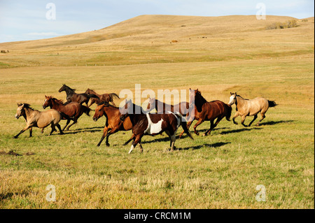Troupeau de chevaux galopant à travers la prairie, Saskatchewan, Canada Banque D'Images
