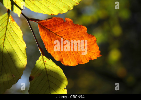 Le hêtre commun (Fagus sylvatica), de feuilles en automne couleur, Germany Banque D'Images