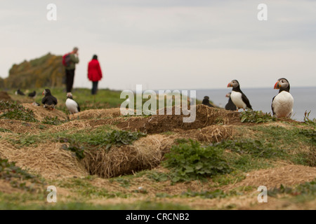 Les gens observant Macareux moine (Fratercula arctica) sur l'île de Lunga , Treshnish Isles, Ecosse Banque D'Images