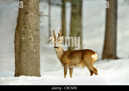 Le Chevreuil (Capreolus capreolus) in Snowy Woods, Tyrol, Autriche, Europe Banque D'Images