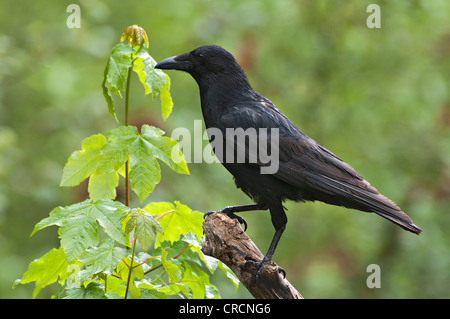 Corneille noire (Corvus corone corone), Tratzberg, Tyrol, Autriche, Europe Banque D'Images