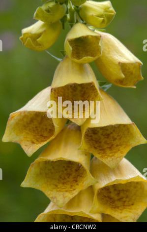 La digitale à grandes fleurs (Digitalis grandiflora), Pitztal, Tyrol, Autriche, Europe Banque D'Images