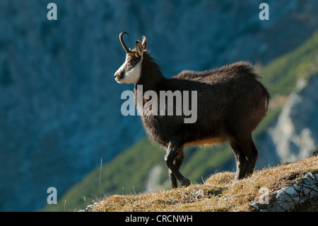 Chamois (Rupicapra rupicapra), Mt Nachtsheim, gamme de Karwendel, Tyrol, Autriche, Europe Banque D'Images