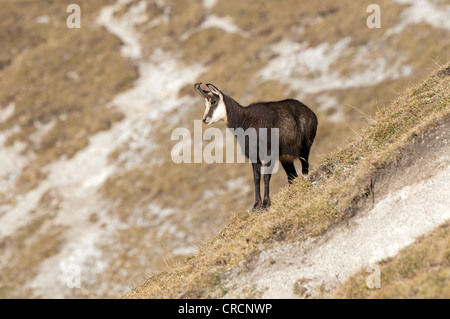 Chamois (Rupicapra rupicapra), Mt Nachtsheim, gamme de Karwendel, Tyrol, Autriche, Europe Banque D'Images