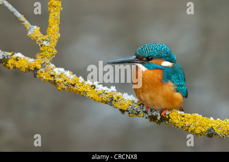 Kingfisher (Alcedo atthis), zone de conservation de Tratzberg, Tyrol, Autriche, Europe Banque D'Images