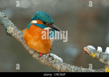 Kingfisher (Alcedo atthis), zone de conservation de Tratzberg, Tyrol, Autriche, Europe Banque D'Images