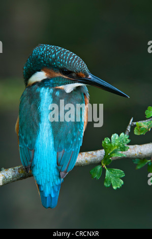 Kingfisher (Alcedo atthis), zone de conservation de Tratzberg, Tyrol, Autriche, Europe Banque D'Images