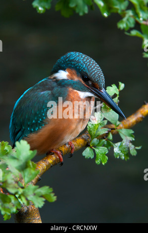 Kingfisher (Alcedo atthis), zone de conservation de Tratzberg, Tyrol, Autriche, Europe Banque D'Images