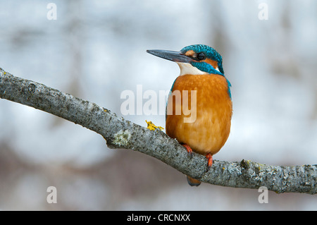 Kingfisher (Alcedo atthis), zone de conservation de Tratzberg, Tyrol, Autriche, Europe Banque D'Images