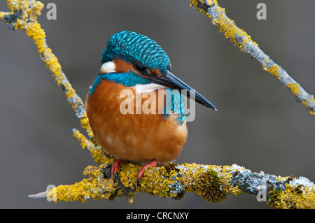 Kingfisher (Alcedo atthis), zone de conservation de Tratzberg, Tyrol, Autriche, Europe Banque D'Images