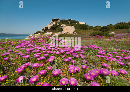 Prairie avec des fabriques de glace (Carpobrotus edulis), Sardaigne, Italie, Europe Banque D'Images