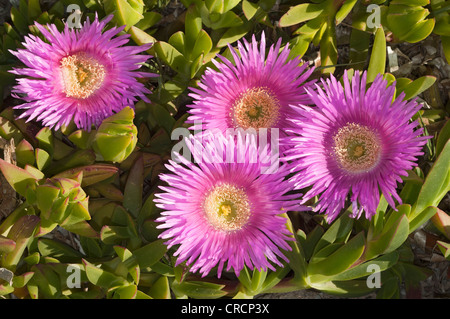 Carpobrotus edulis (usine à glace), Sardaigne, Italie, Europe Banque D'Images