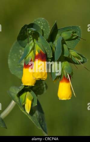 (Honeywort Cerinthe major), Sardaigne, Italie, Europe Banque D'Images