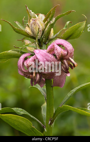 Ou Martagon Turk's cap lily (Lilium martagon), Schoeneck, Parc National du Hohe Tauern, Carinthie, Autriche, Europe Banque D'Images