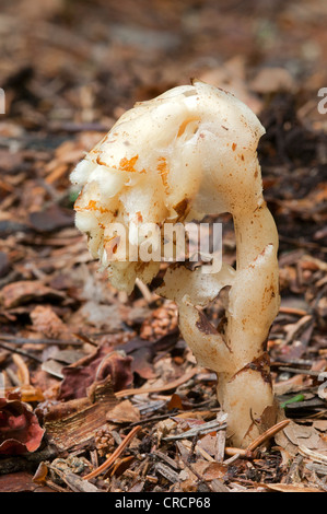 Dutchman's pipe, jaune oiseau, nid ou Pinesap (Monotropa hypopitys), Parc National de la forêt bavaroise, Bavaria, Germany, Europe Banque D'Images