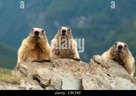 Marmottes alpines (Marmota marmota), Parc National du Hohe Tauern, Carinthie, Autriche, Europe Banque D'Images