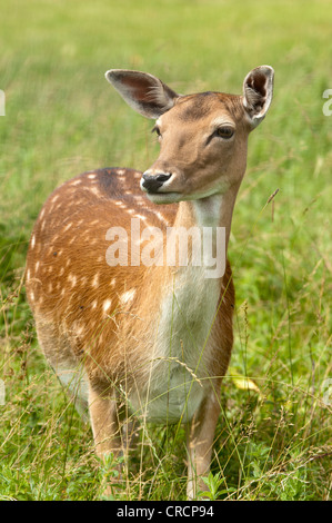 Le daim (Dama dama), femme, Lainzer Tiergarten wildlife preserve, Vienne, Autriche, Europe Banque D'Images