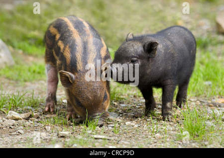 Pot-bellied pig (Sus scrofa), porcelets, Wildpark Assling Wildlife Park, East Tyrol, Autriche, Europe Banque D'Images