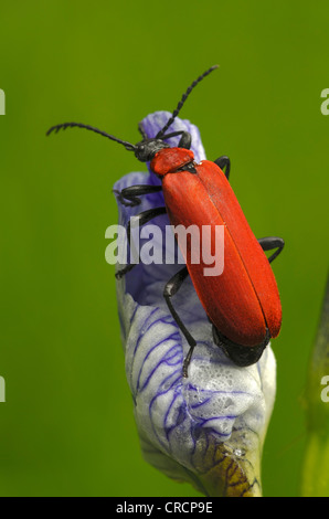 Le Cardinal Beetle (Pyrochroa coccinea), Rote Au, Feldkirch, Vorarlberg, Autriche, Europe Banque D'Images