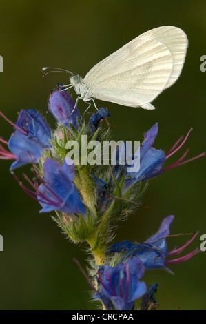 Blanc bois (Leptidea sinapis) sur la Vipère ou Blueweed Vipérine commune (Echium vulgare), Böheimkirchen Heath, Basse Autriche, Autriche Banque D'Images