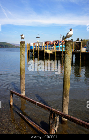 Les goélands à tête noire perché en face du quai de traversier sur le lac Windermere à Bowness-on-Windermere en Cumbria, Angleterre. Banque D'Images