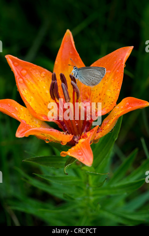 Croceum Lily (Lilium croceum bulbiferum), le grand bleu (Maculinea nausithous), Gardena Pass, le Tyrol du Sud, Italie, Europe Banque D'Images