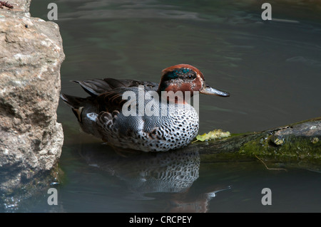 Eurasian Teal (Anas crecca), Parc National de la forêt bavaroise, Bavaria, Germany, Europe Banque D'Images