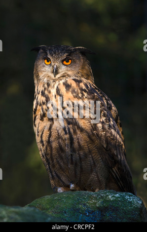 Grand-duc (Bubo bubo), Parc National de la forêt bavaroise, Bavaria, Germany, Europe Banque D'Images