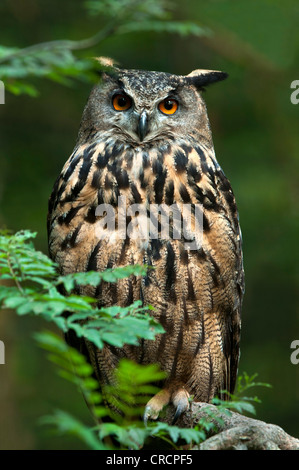 Grand-duc (Bubo bubo), Parc National de la forêt bavaroise, Bavaria, Germany, Europe Banque D'Images