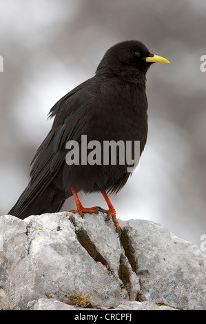 (Pyrrhocorax graculus Alpine Chough), Nord de l'aire du Karwendel, Karwendel, Tyrol, Autriche, Europe Banque D'Images