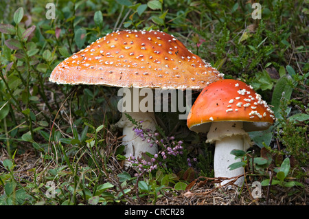Fly Fly agaric, amanita (Amanita muscaria), col Pillersattel, Tyrol, Autriche, Europe Banque D'Images