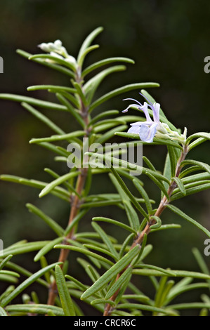 Romarin (Rosmarinus officinalis), Schwaz, Tyrol, Autriche, Europe Banque D'Images