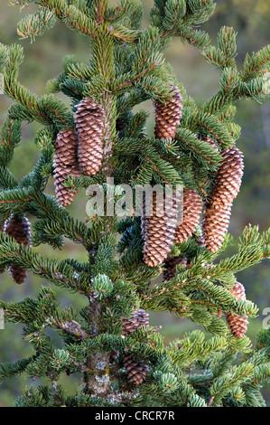 Epicéa (Picea abies), Pillersattel, Tyrol, Autriche, Europe Banque D'Images