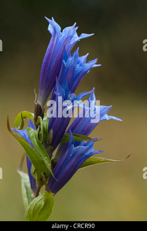 Willow (Gentiana asclepiadea gentiane), Pillersattel, Tyrol, Autriche, Europe Banque D'Images