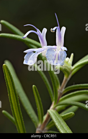 Romarin (Rosmarinus officinalis), Schwaz, Tyrol, Autriche, Europe Banque D'Images